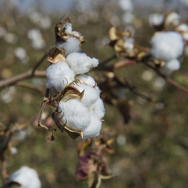 Our Sustainable Cotton Programme