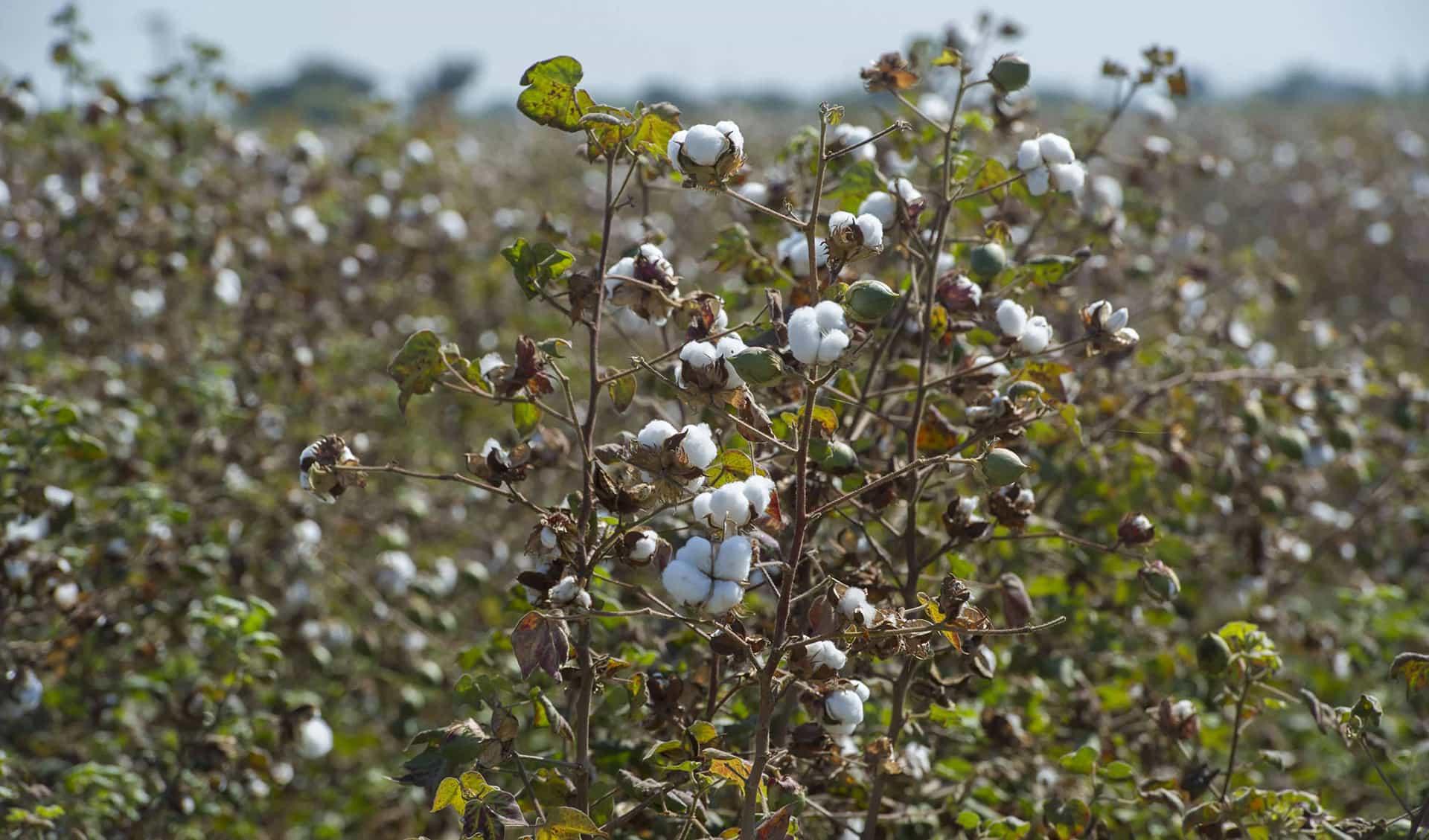 Protection de notre planète - Primark Cares