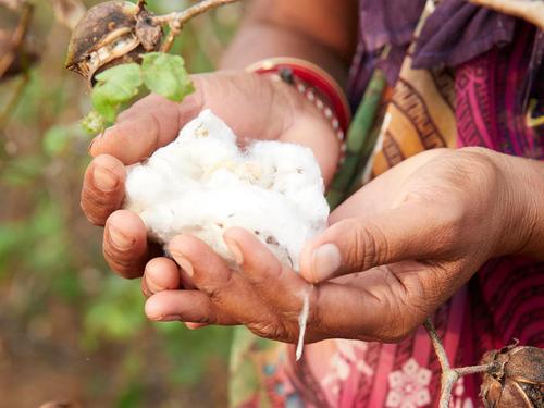 Maak kennis met een katoenboer die deelneemt aan het Sustainable Cotton Programme van Primark – Primark Cares