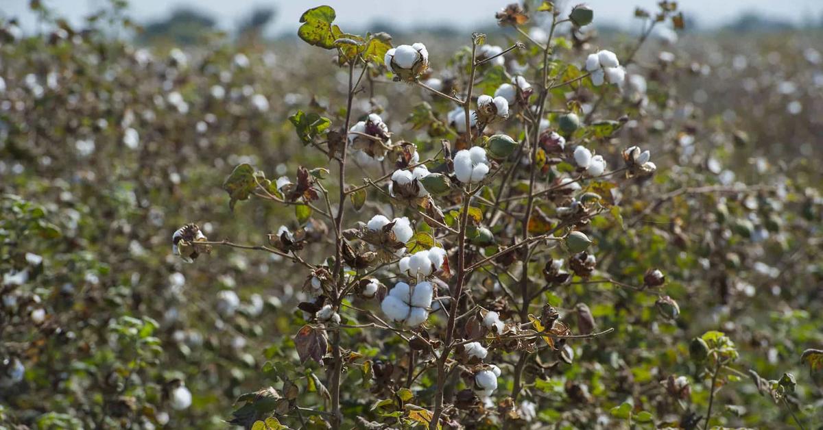 Sourcing raw materials Primark UK