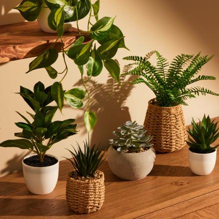 Collection of houseplants in white and woven pots arranged on a wooden surface with natural sunlight.