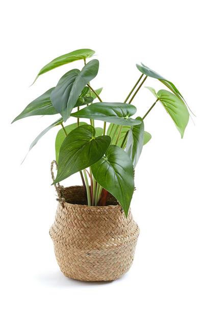 Umetna rastlina z velikimi listi v košari iz ratana